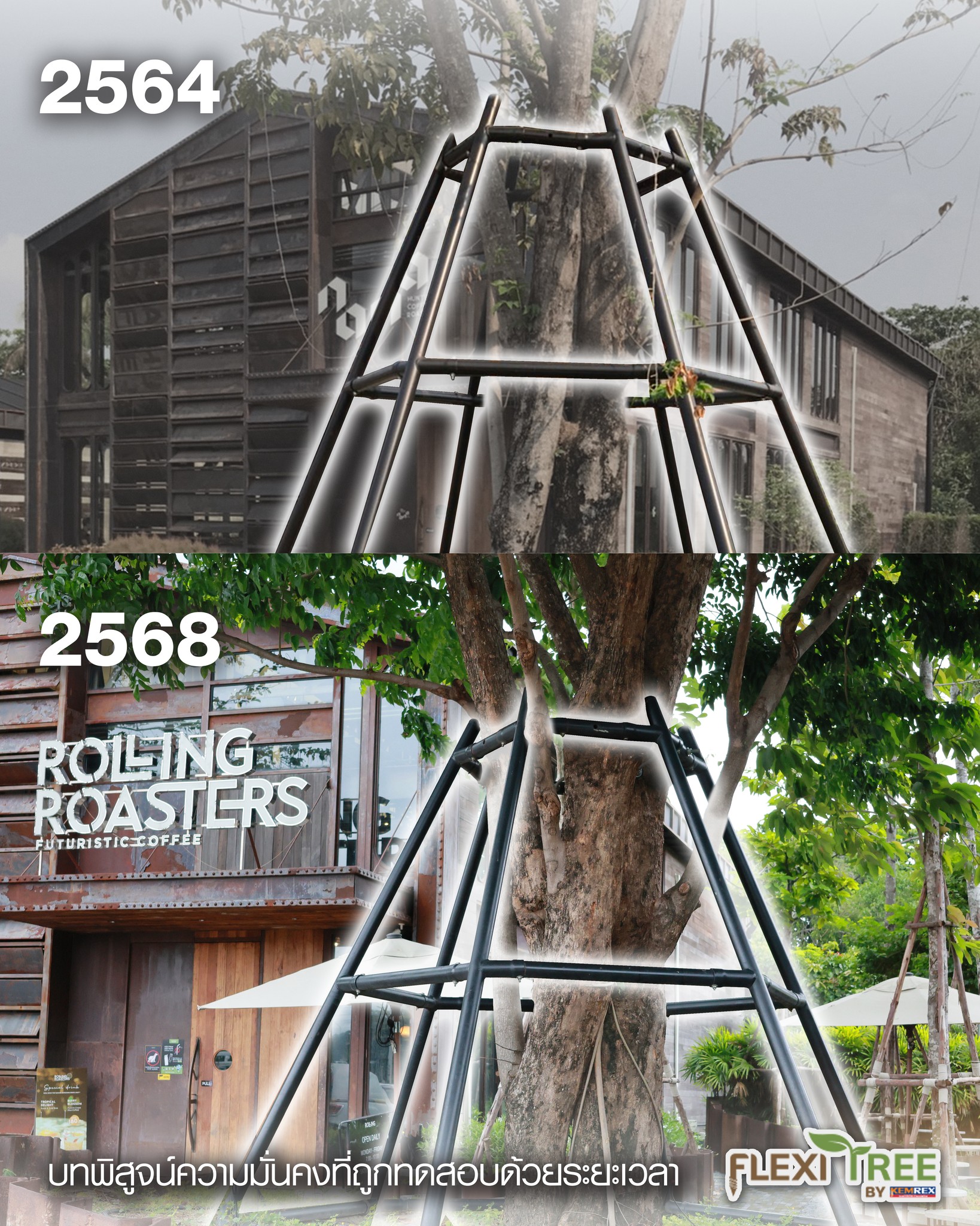 FlexiTree - จากวันนั้น....ถึงวันนี้ ค้ำยันต้นไม้ FlexiTree ยังมั่นคงไม่ ...