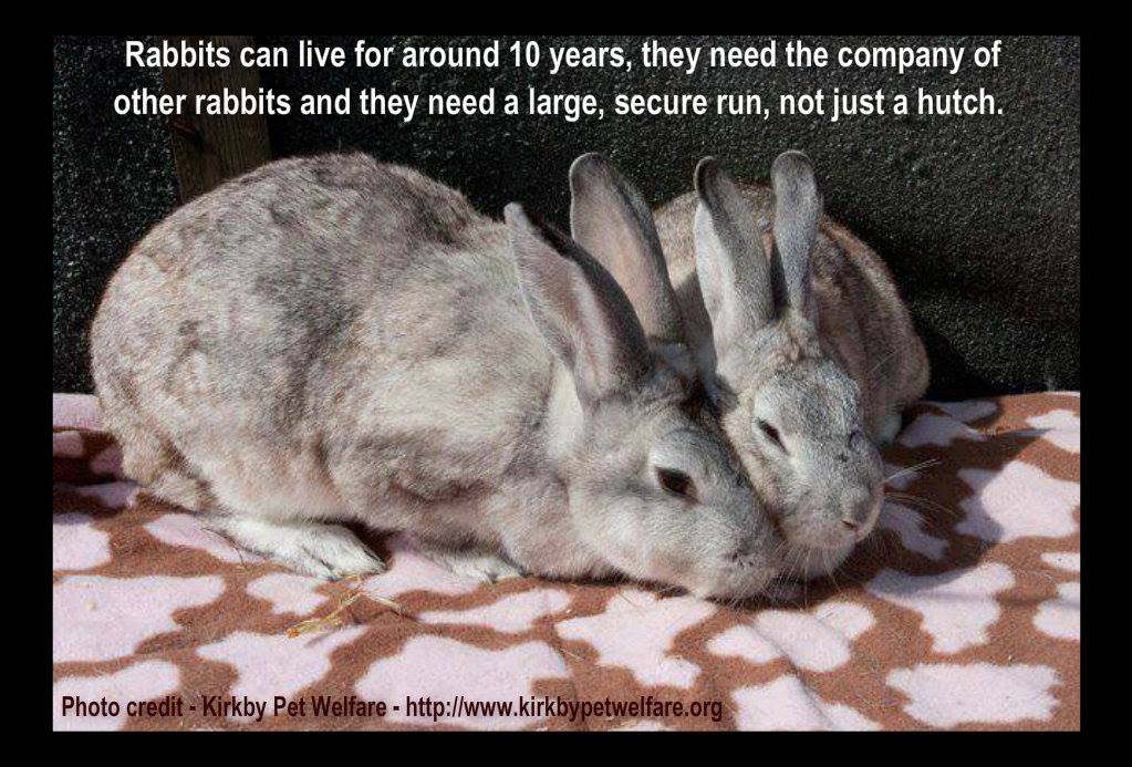 Close ALL Slaughterhouses - Rabbits are intelligent creatures that need ...