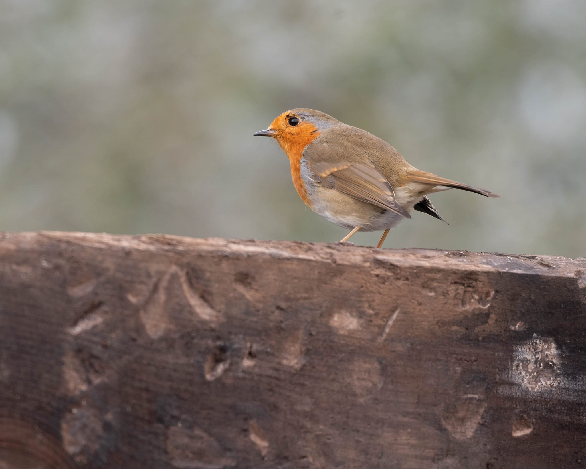 🧡 #buddytherobin 🧡 - The Robin Whisperer