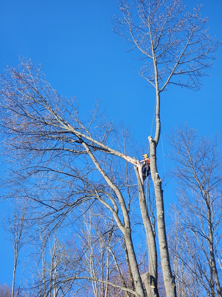 On the job yesterday removing a... - Blue Ox Tree Service
