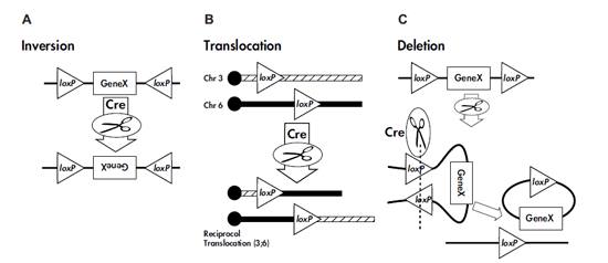A Butterfly and Biotechnology