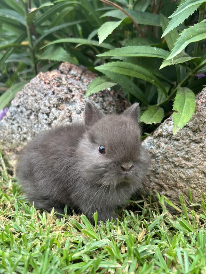 Hops Rabbitry