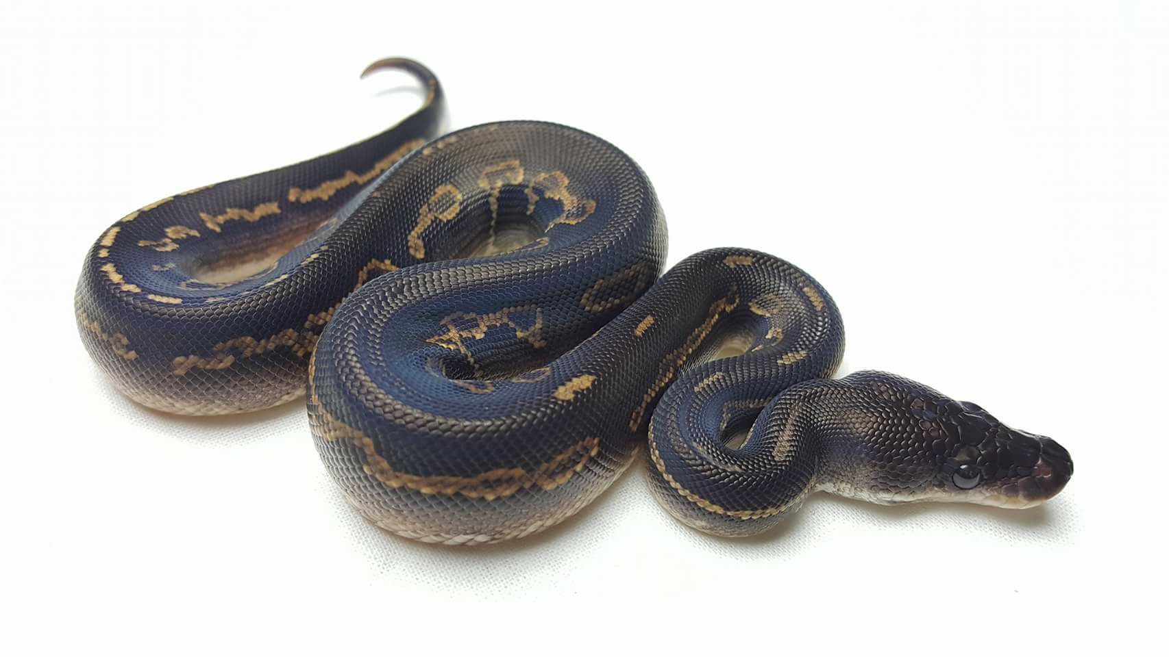 Madd Ball Pythons