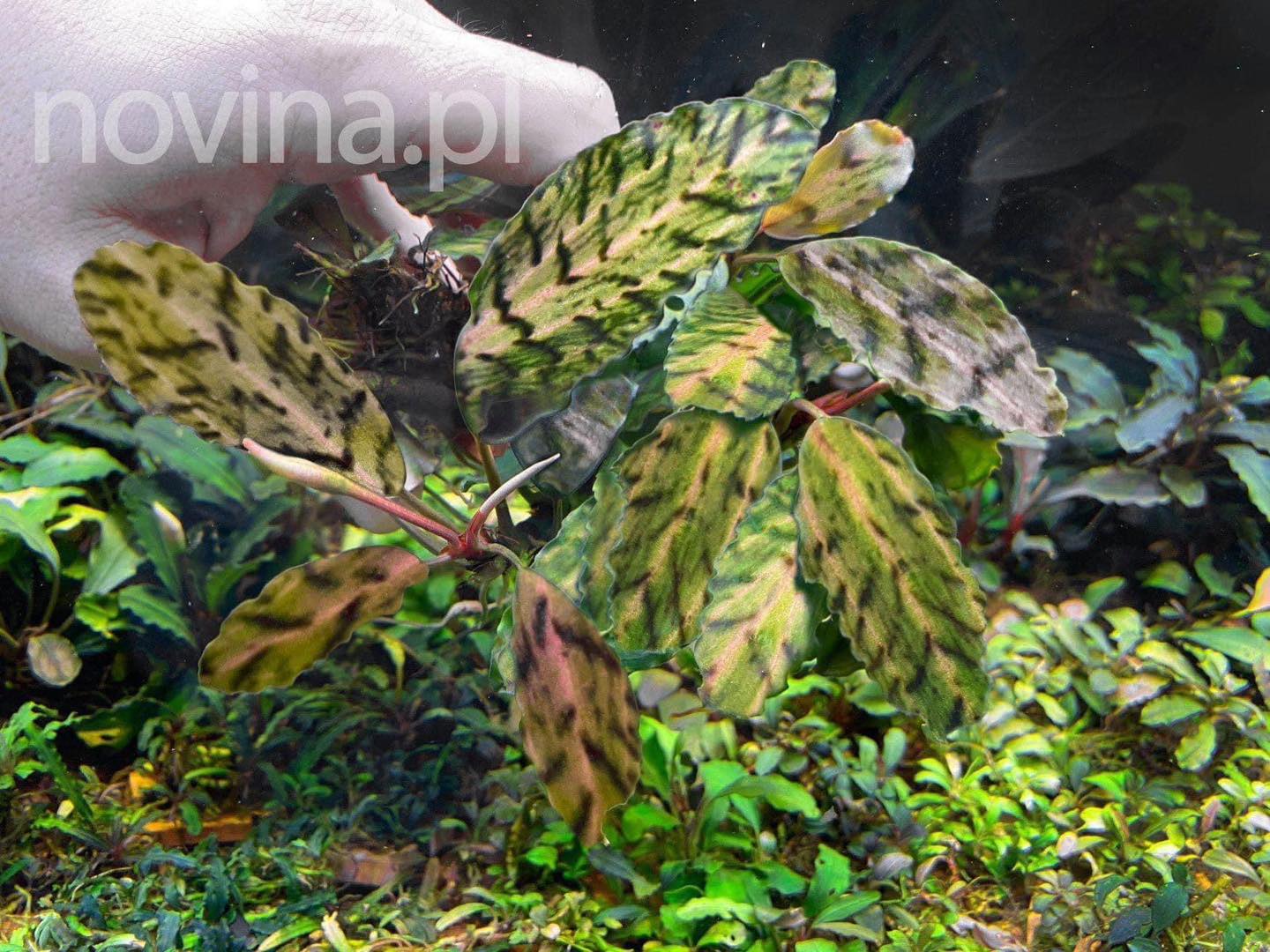 Very rare and unique ! Bucephalandra sp. 