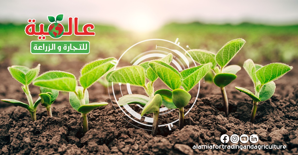 Azmy Alezmazy - قبل نزول تقاوي البقوليات والحبوب (البذور)... | Facebook