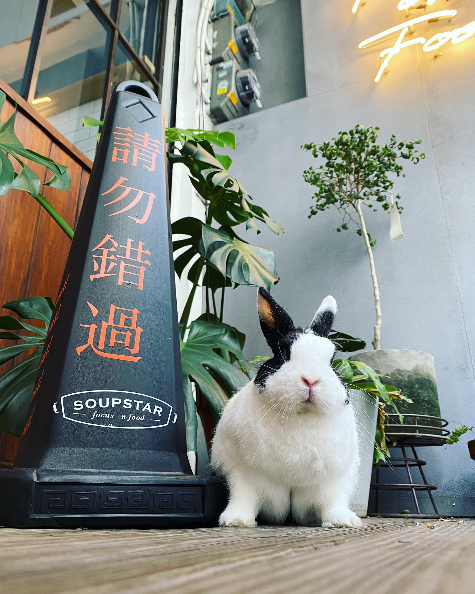 ㄅㄆㄇㄈ - 昨天在動物醫院看到有一位兔友正在餵十一歲，長了腫瘤的兔子喝水。看了很心疼，但兔媽跟我說，牠其實活得很自在...