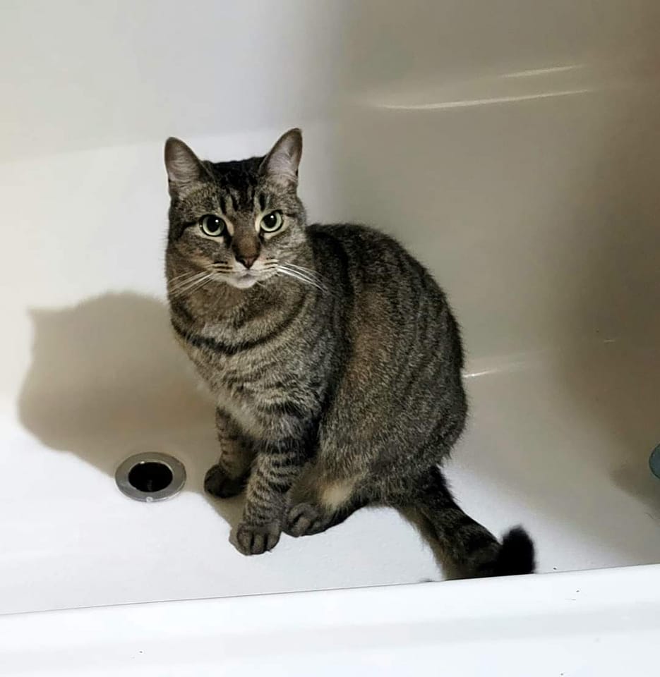 If anyone has seen this cat please contact me!!!! His name is Yuki