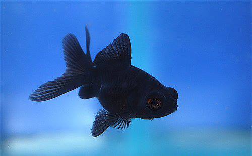 Akvarijske Ribice added a new photo. - Akvarijske Ribice