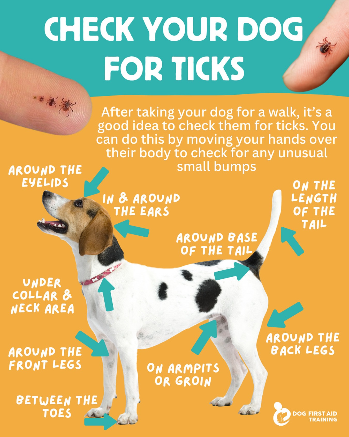 Dog - Ticks rank second only to mosquitoes in infectious disease spread ...