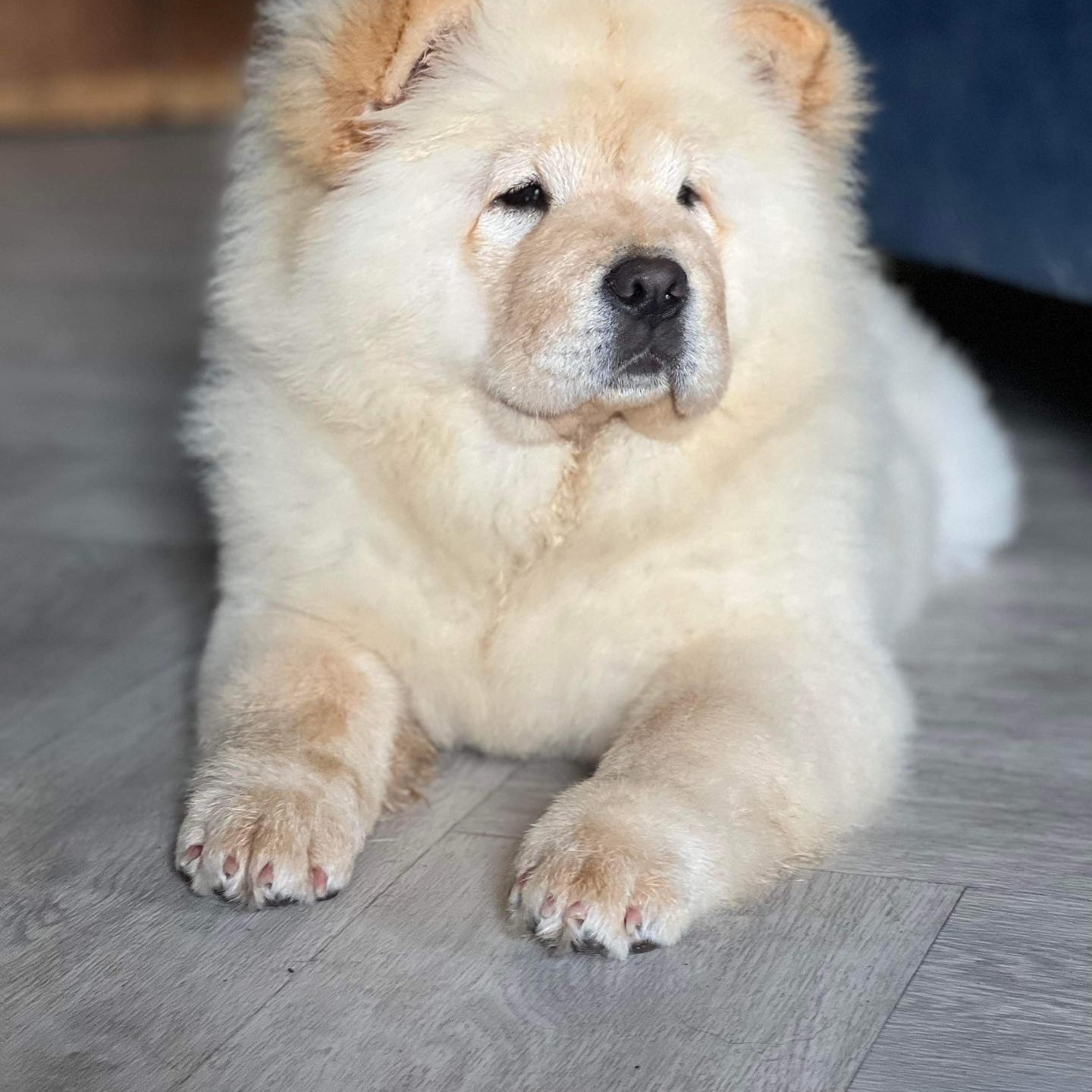 Cupcake doing her bestest pose for the camera! #mikkimotochowchows # ...