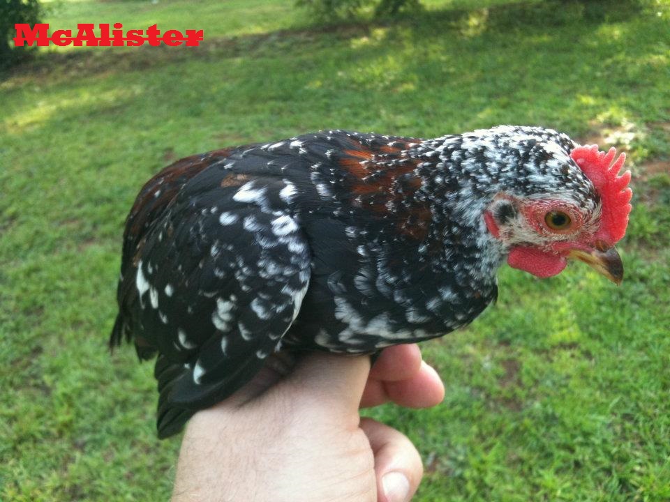 Spangled Old English Game Bantams- McAlister's Spangles