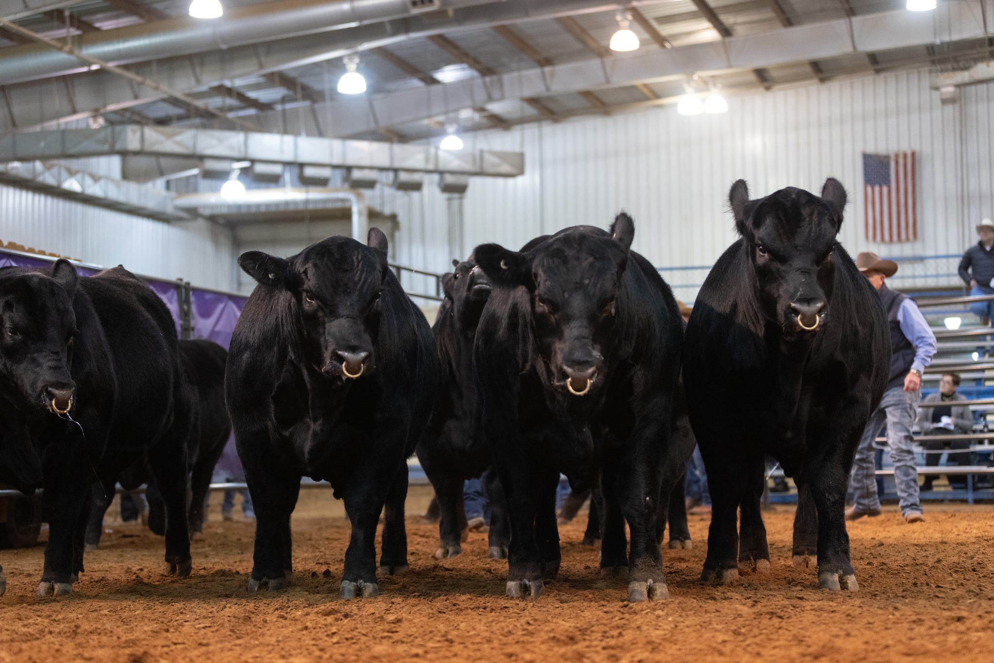 Congratulations to our partners at... - Select Sires Beef