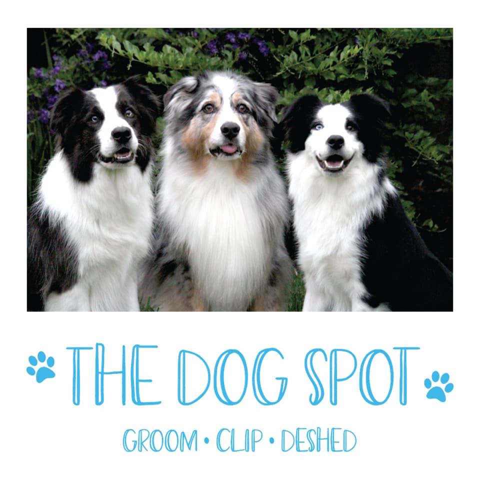 The Dog Spot - Meet cheeky little Rastus. A visit to The...