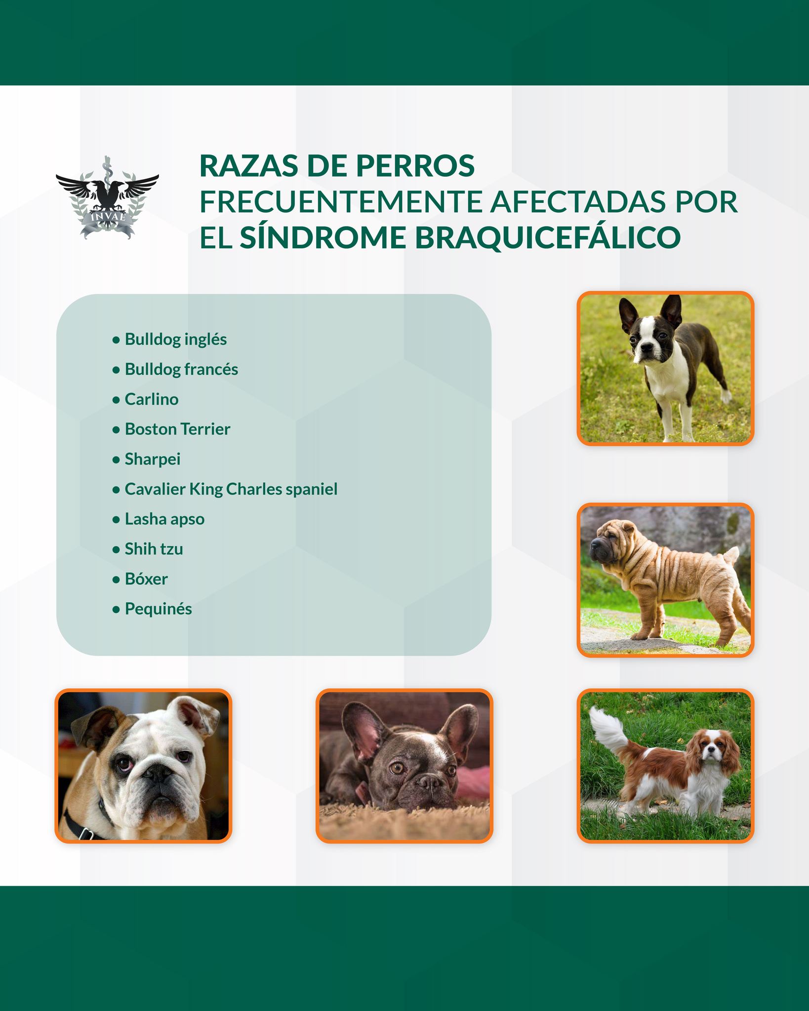 INVAE - El síndrome braquicefálico consiste en la combinación del ...