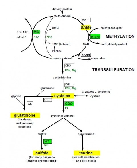 Tri-methyl-glycine [TMG] ... as a methyl donor** After TMG [TriMethylGlycine] gives away its methyl group to methylate Homocysteine to turn it into Methionine what is left over is DMG [DiMethylGlycine]. **Picture: see