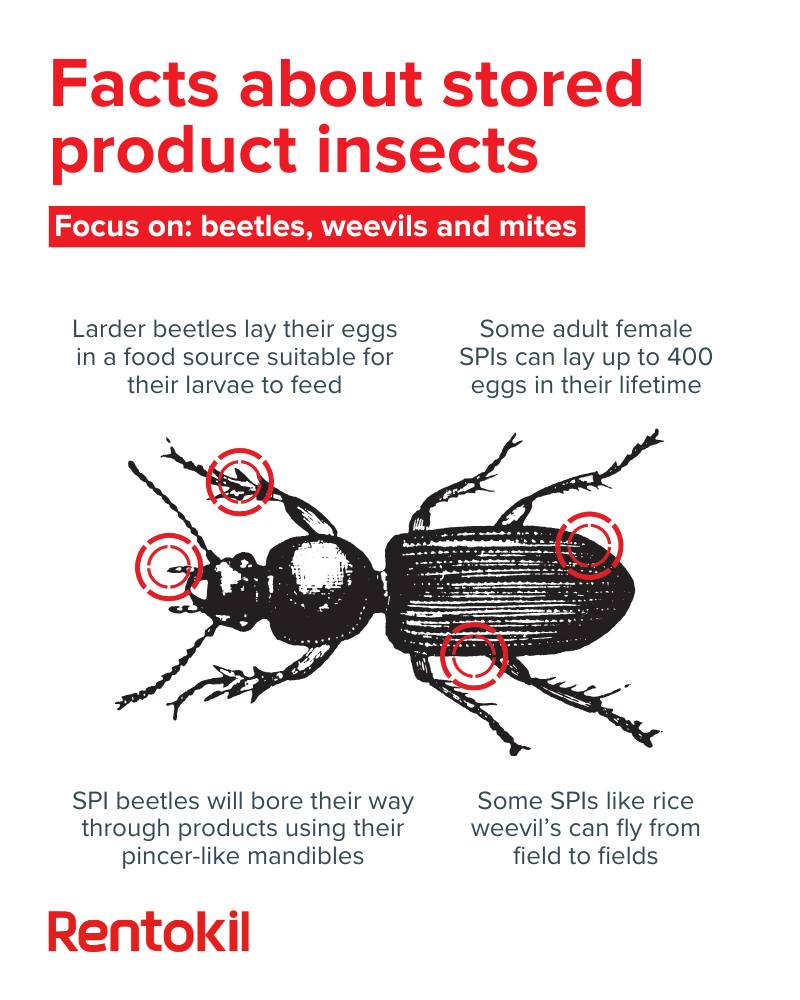 Rentokil - Dive into the world of Stored-Product Insects (SPIs) with ...