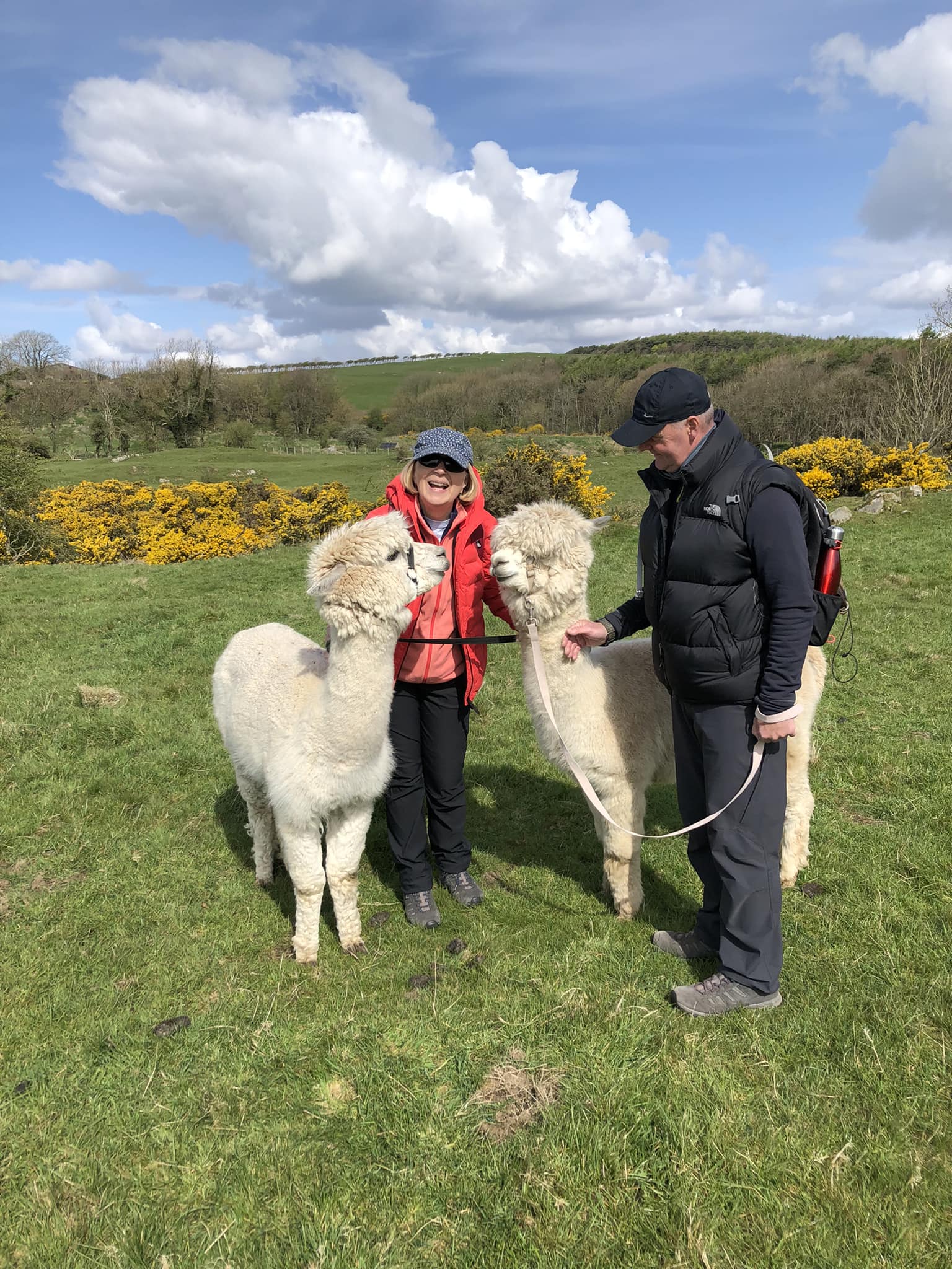 Senwick Alpaca Trekking, Dumfries and Galloway, Scotland | Facebook