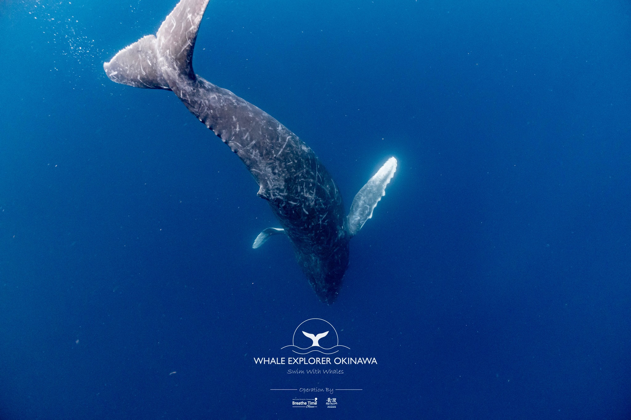 Whale Explorer Okinawa 沖繩與鯨共游 | Ginowan-shi Okinawa