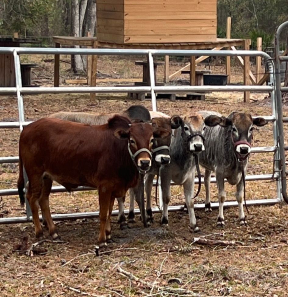 flying-changes-farms-miniature-zebu-cattle-in-edgewater-florida