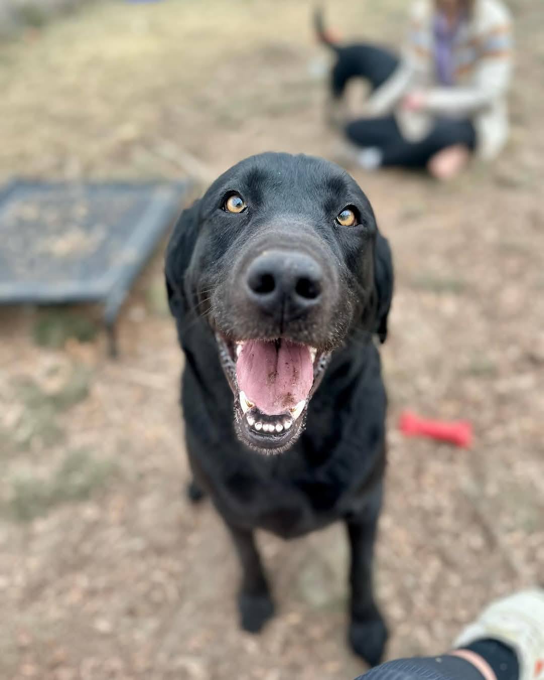 ** UPDATE -... - Utah Labrador and Newfoundland Rescue | Facebook