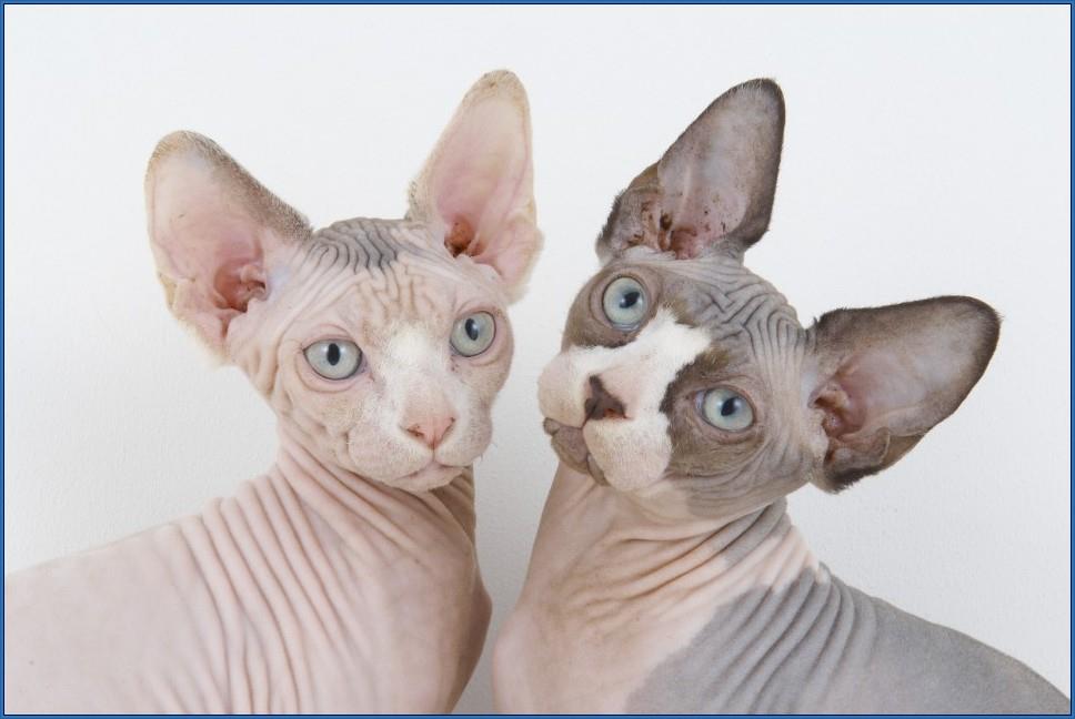 Cat Funny Michi - -Alguien conocía esta raza de gatos? 😮😀😄...