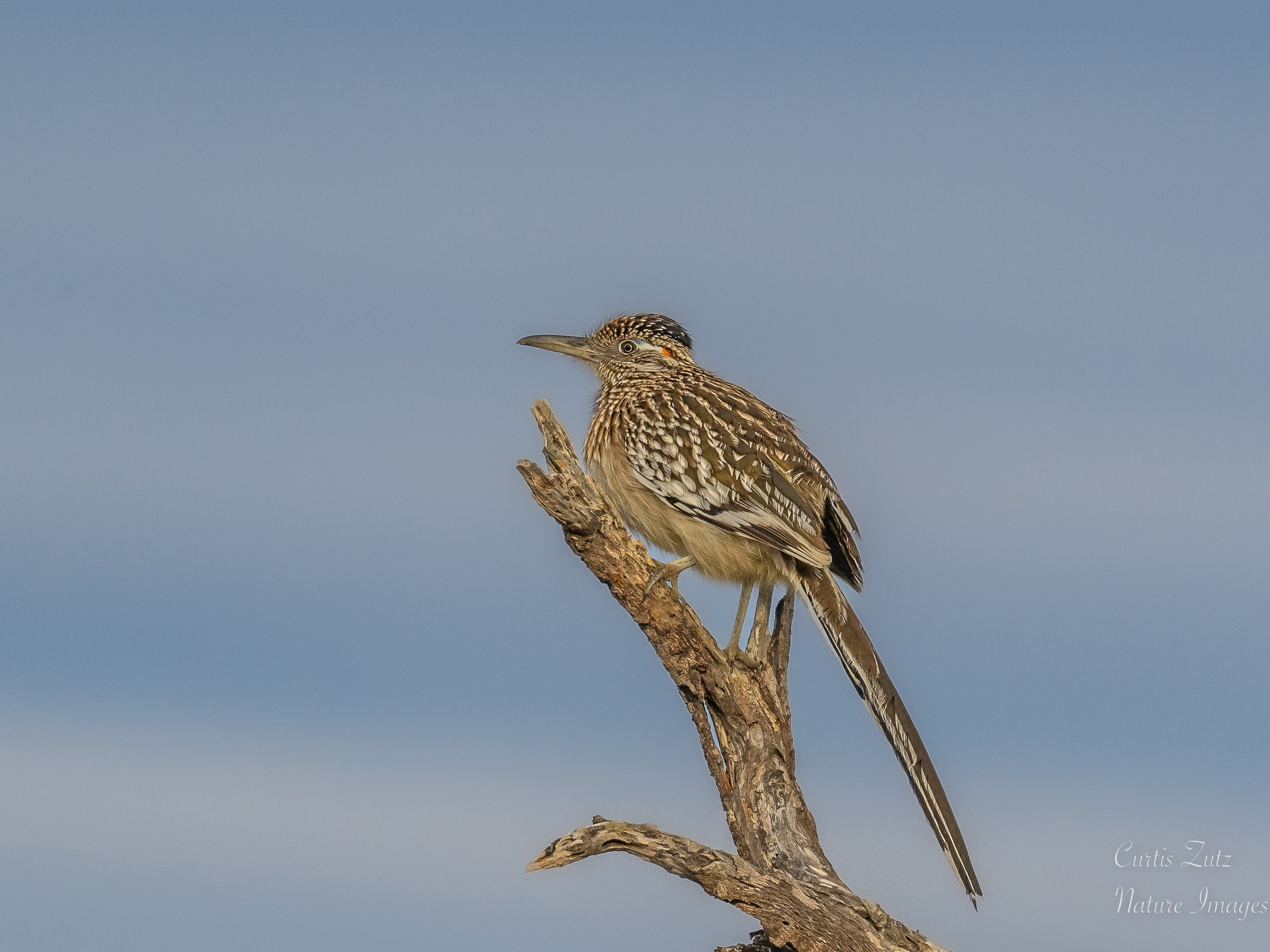 Roadrunners make distinctive clicking noise in the high desert