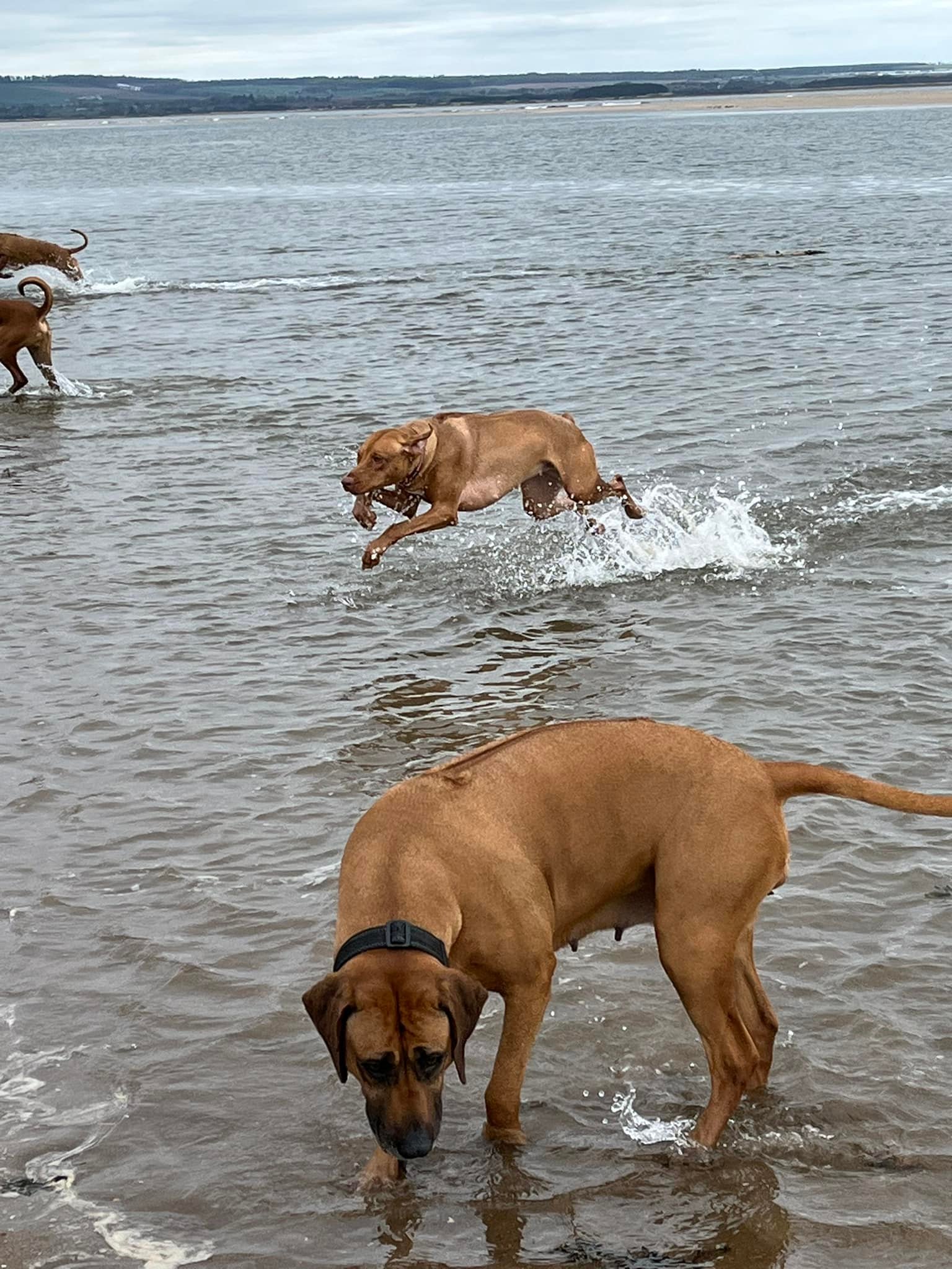 Rhodesian... - Rhodesian Ridgeback Club of Scotland (RRCS)