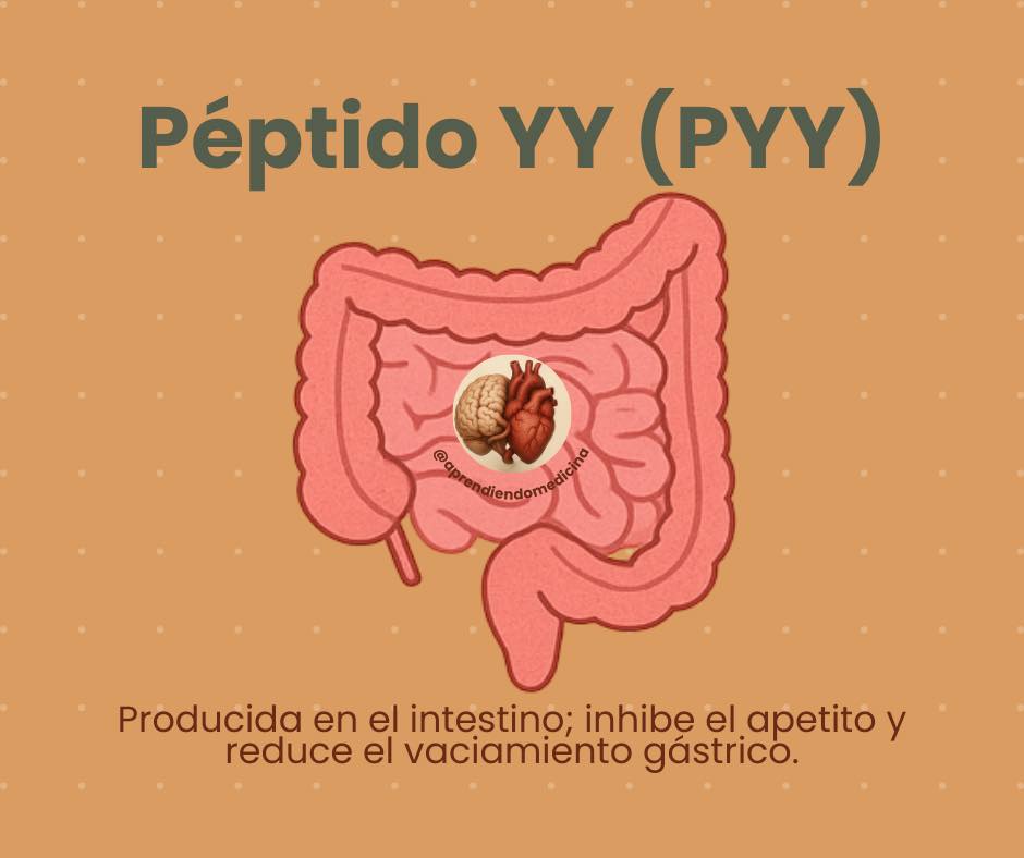 Aprendiendo - Péptido YY (PYY): Liberado en el intestino después de ...