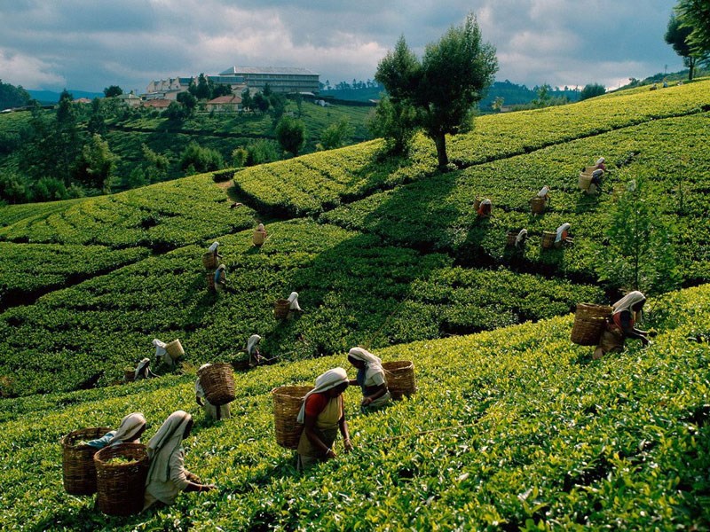 খান টি হাউজ- Khan Tea House