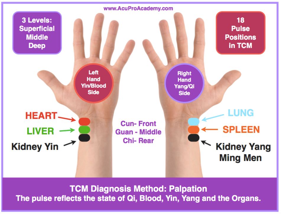 AcuPro - ⭐️TCM pulse diagnosis⭐️ - It reflect the state of Qi & Blood ...