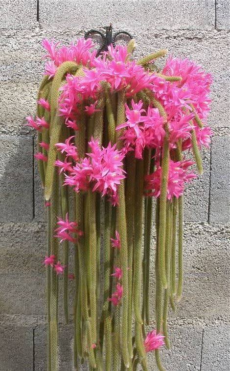 Sociedad Argentina de... - Sociedad Argentina de Horticultura