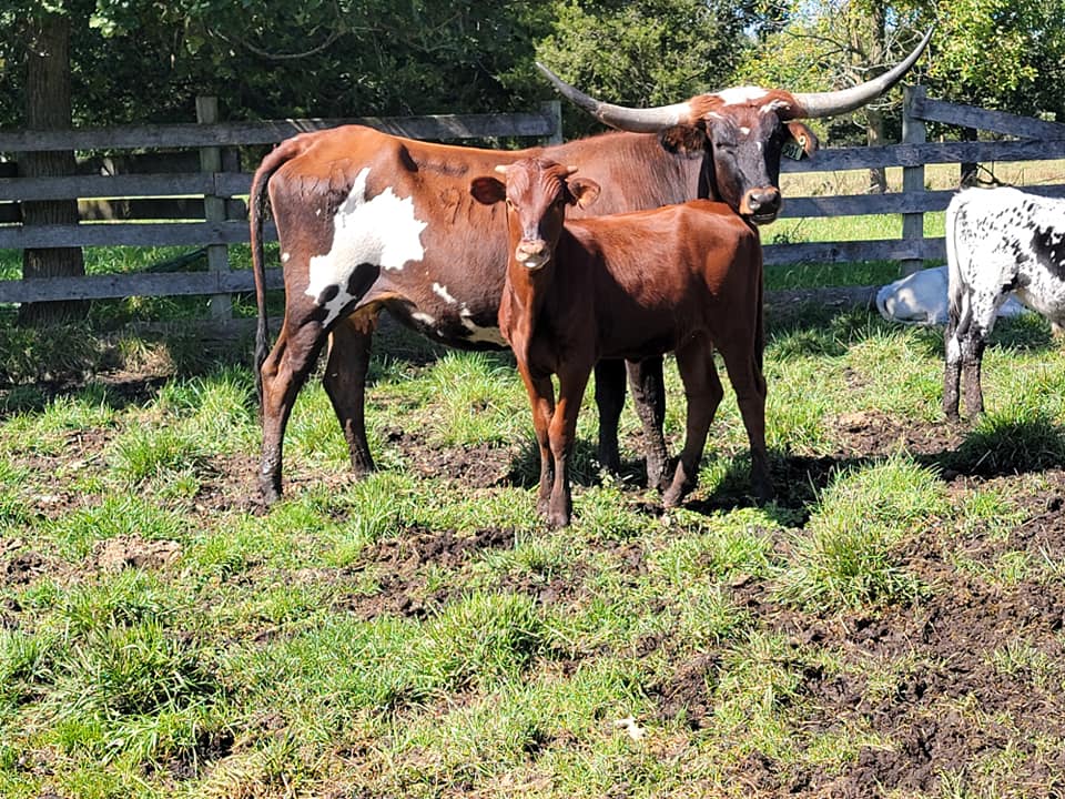 Triple-R-Ranch | Horton MI