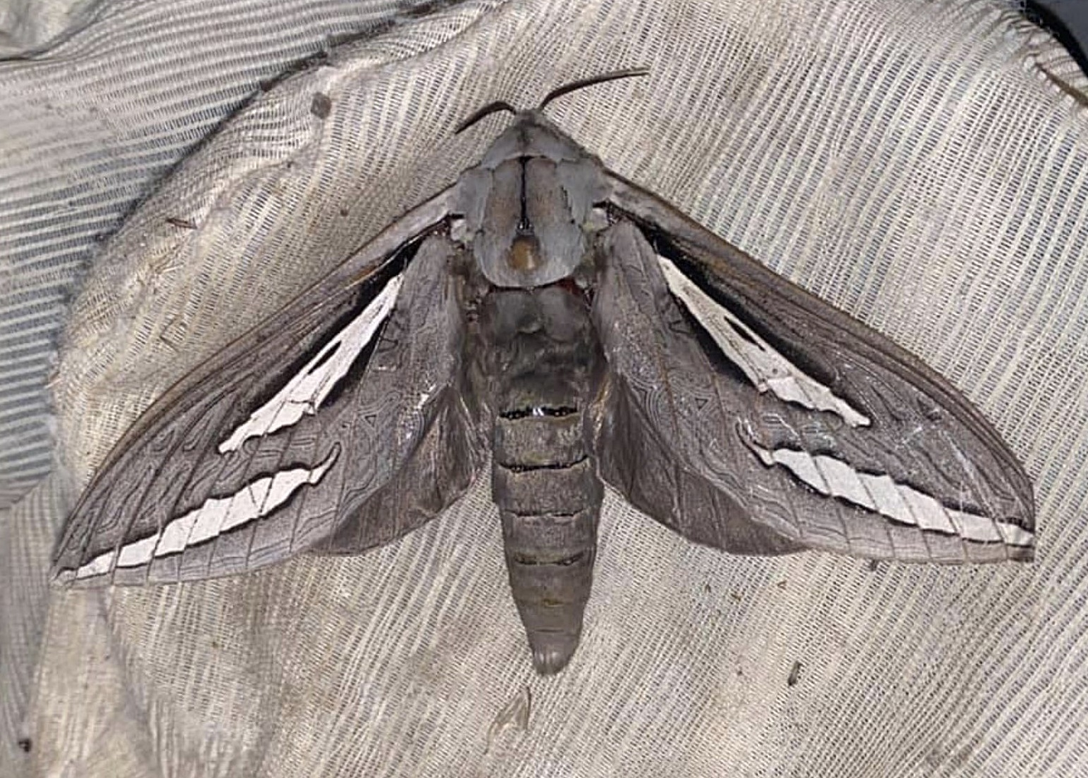 National Moth Week... - Entomological Society of Victoria