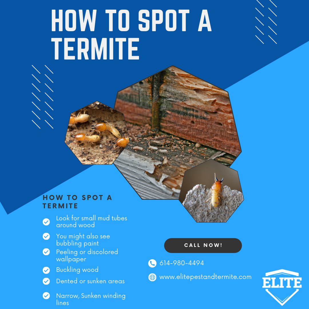 For today's Termite... - Elite Pest and Termite Control, LLC