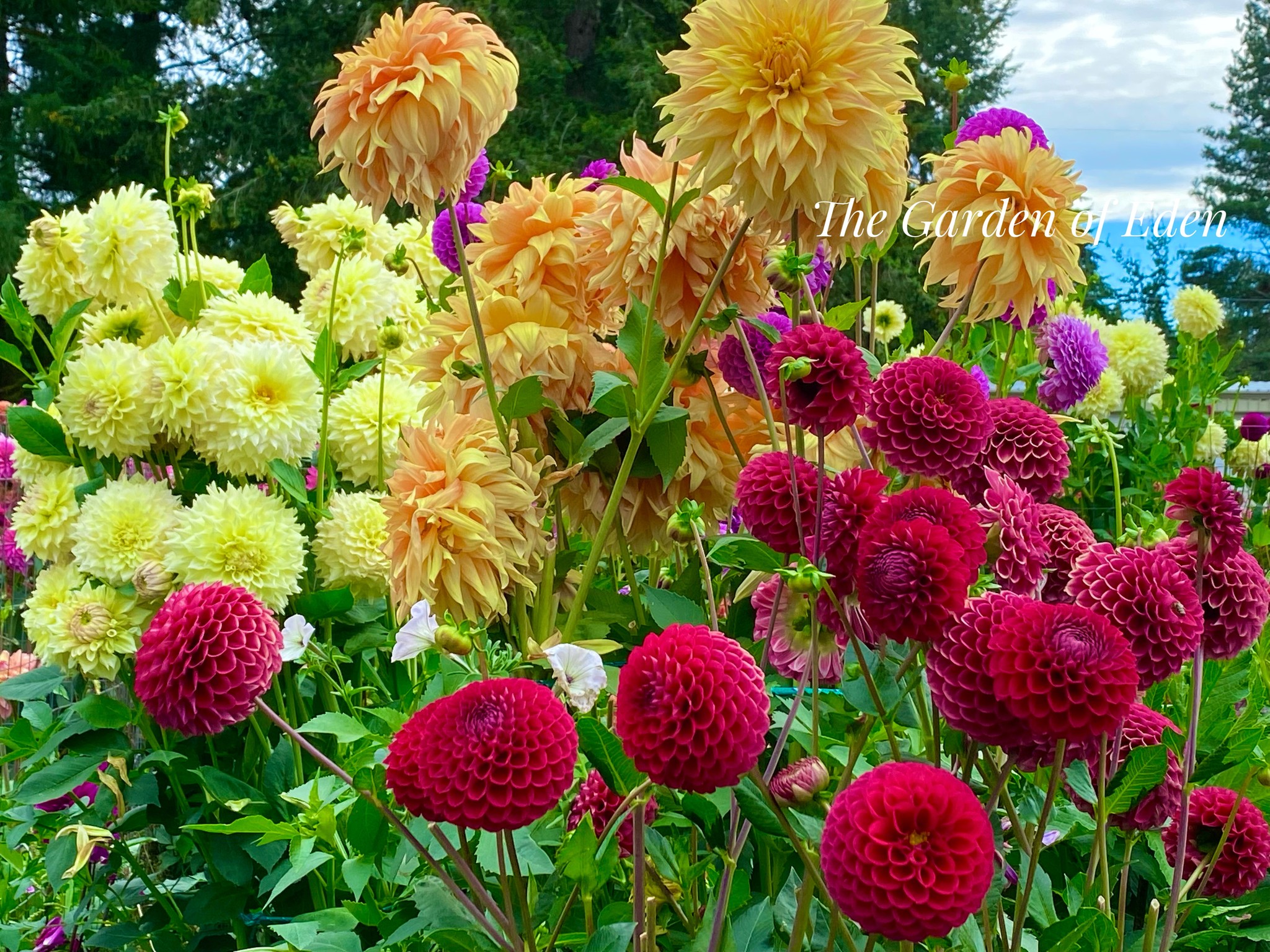 Garden aspirations for the new year?