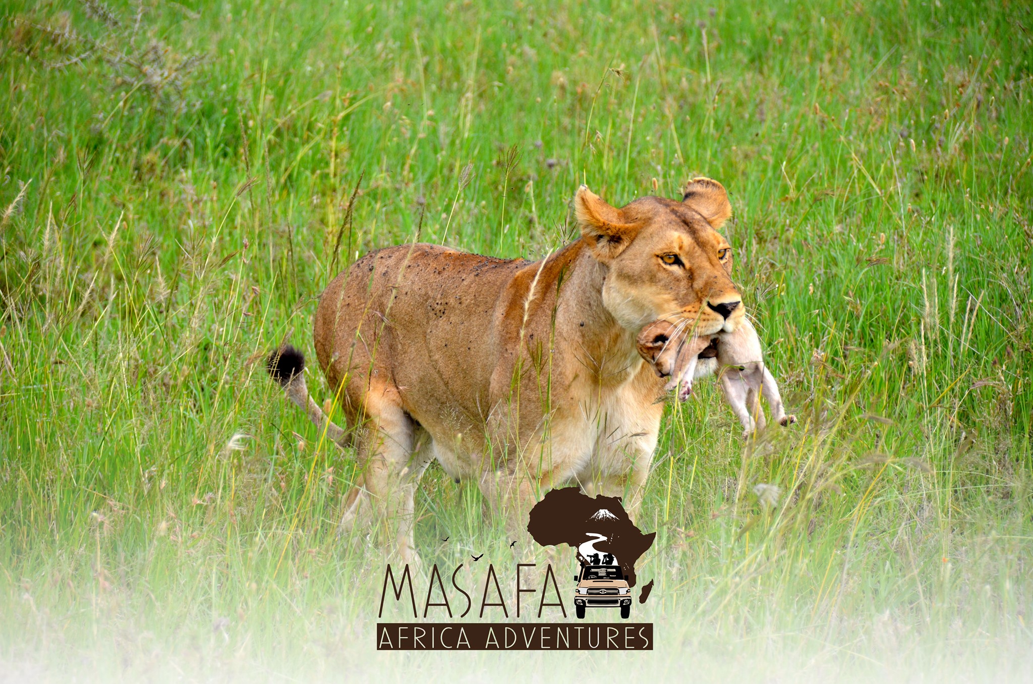 Dream Kenya Safaris added a new... - Dream Kenya Safaris