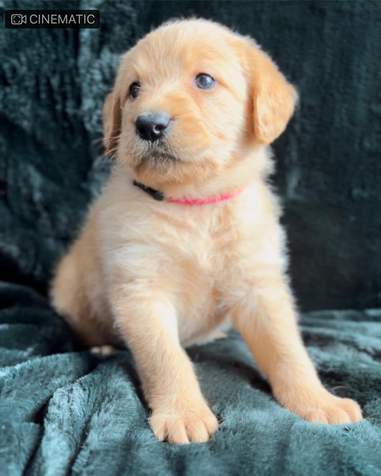 Tellan puppies