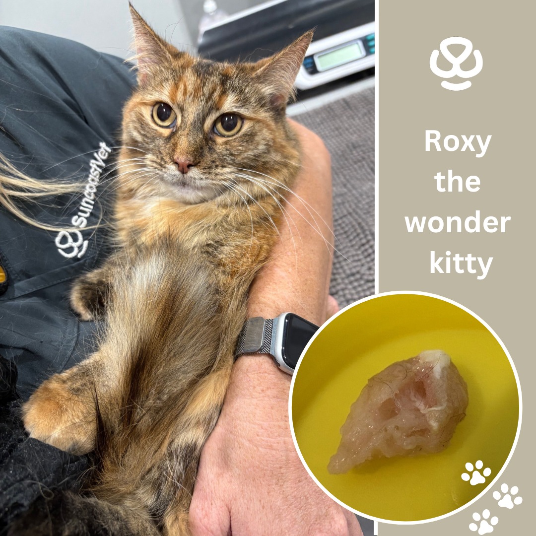 Suncoast - Roxy presented at Suncoast Vet Buderim in obvious distress ...