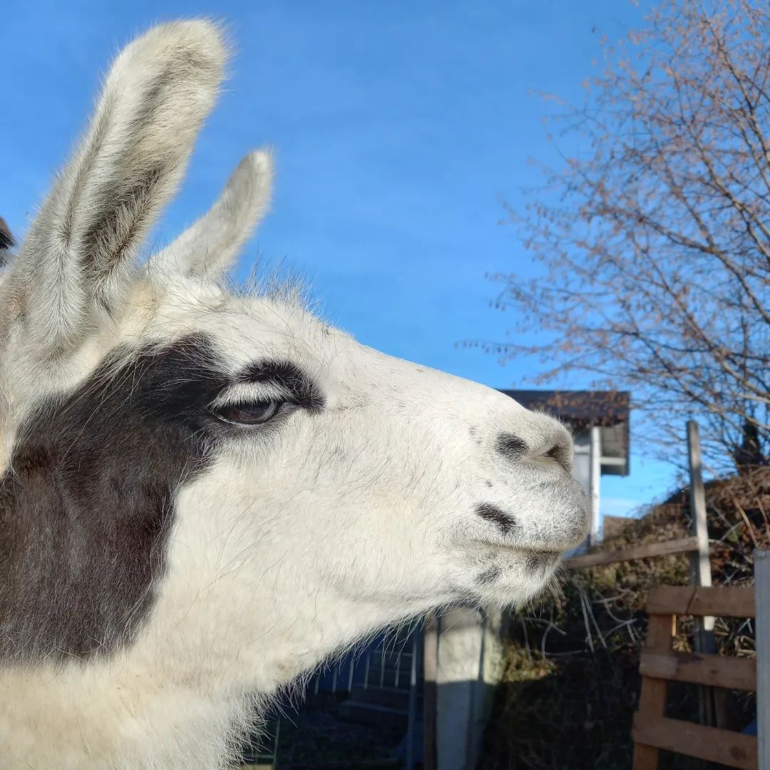 Tanzberg Lamas - Pädagogische Projekte mit Kindern | Rammingen