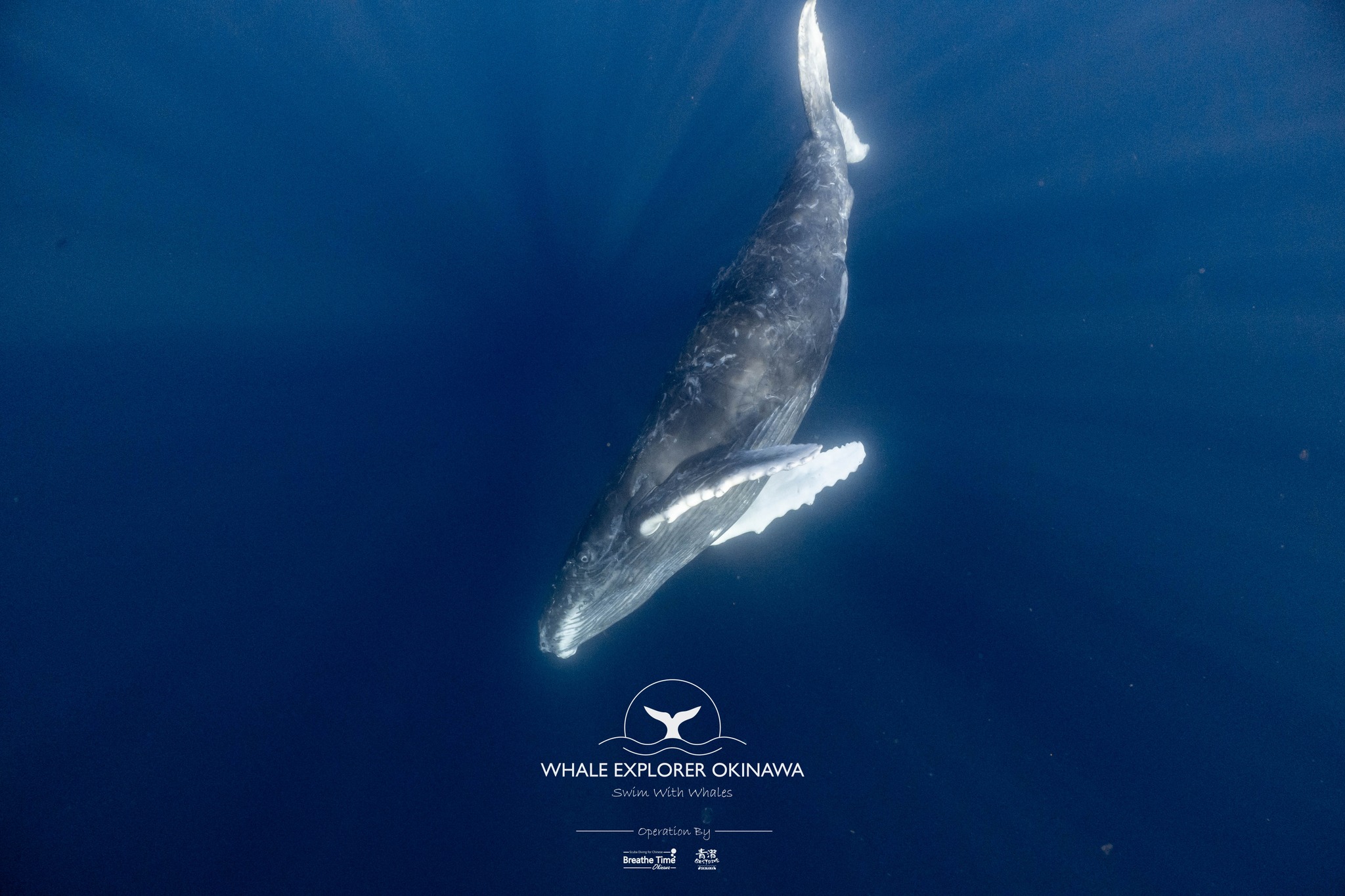 Whale Explorer Okinawa 沖繩與鯨共游 | Ginowan-shi Okinawa