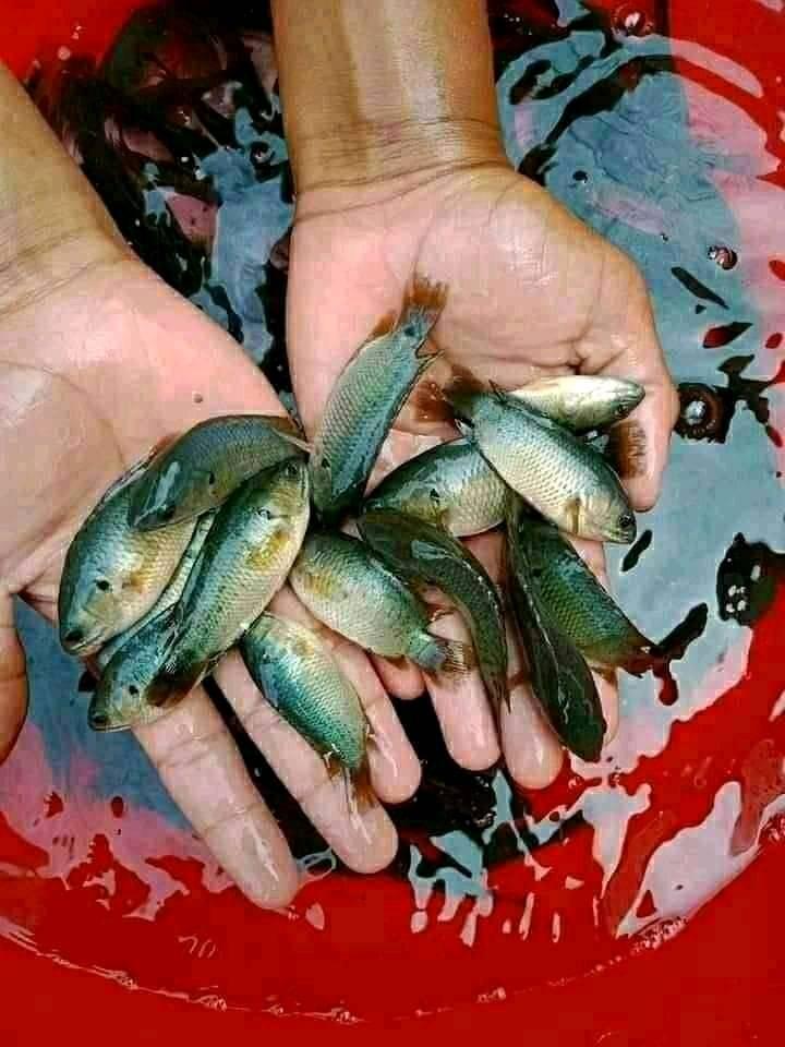 BD Fish marketing | Biara