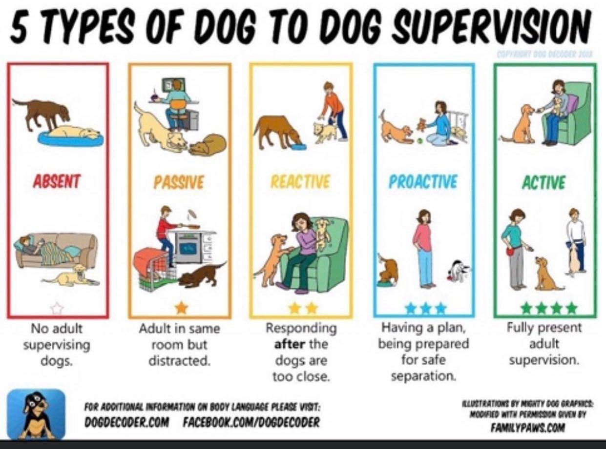 Dog Decoder - What kind of supervisor are you? Awareness... | Facebook