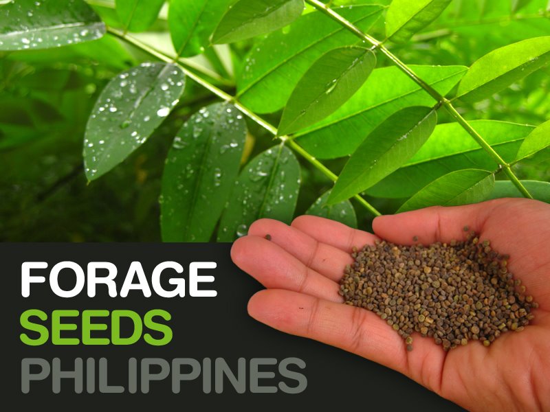 Forage Seeds Philippines - FACTS ABOUT LEUCAENA LEUCOCEPHALA (Ipil-ipil ...