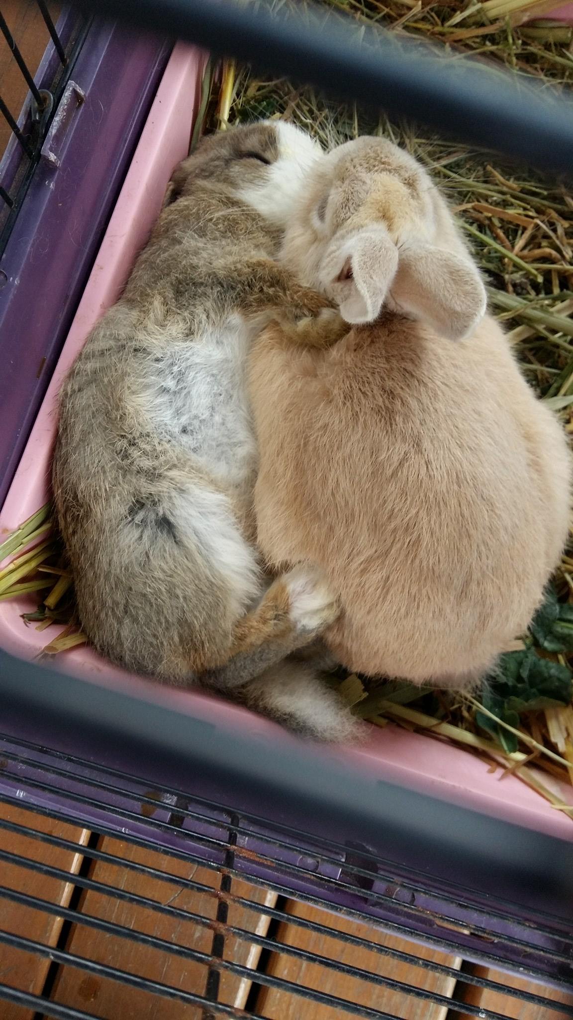 HOMED! Sssshhh do not disturb.... - Noordhoek Bunny Rescue