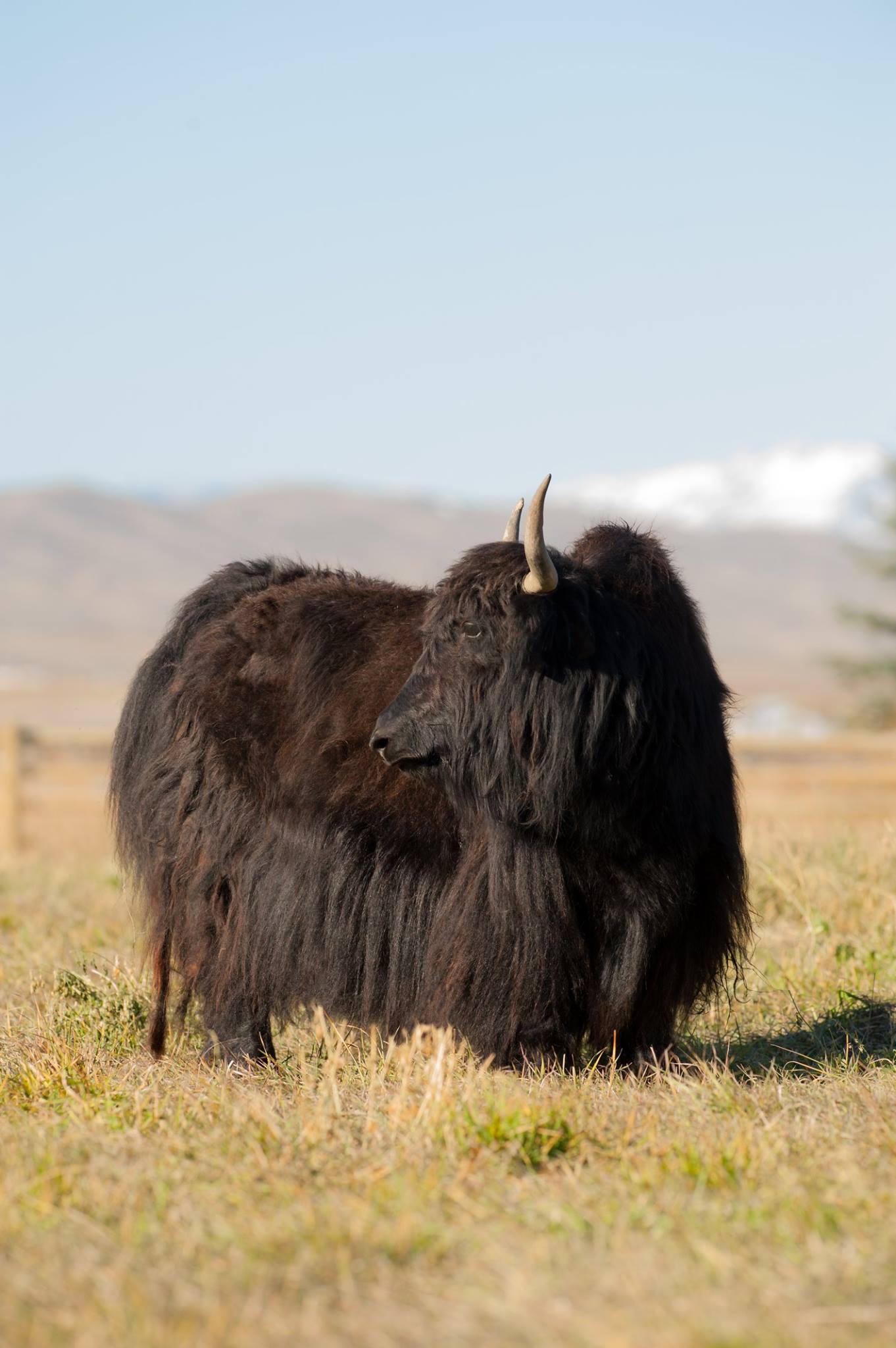 Turkey Hill Yak Ranch | Cody WY