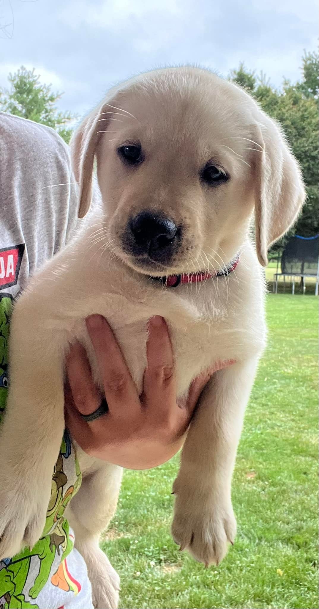 Birdshot Labradors