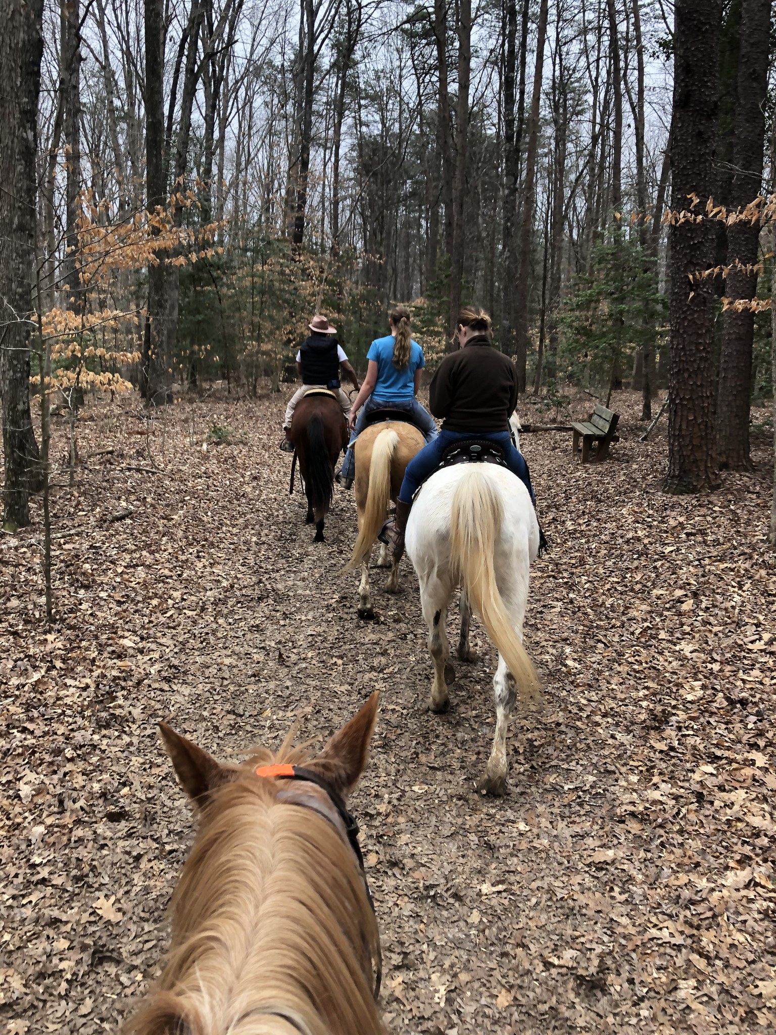 Beginner Riding