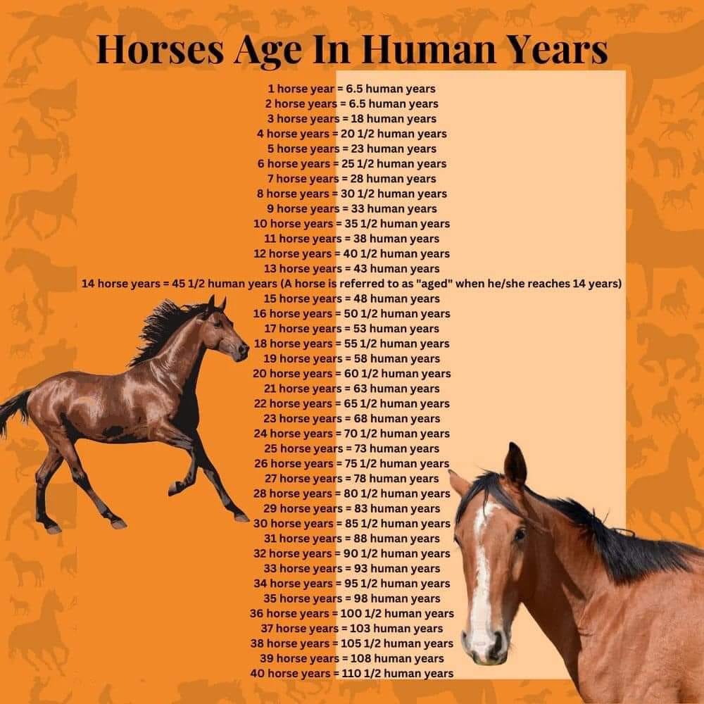 What are the ages of your horses?