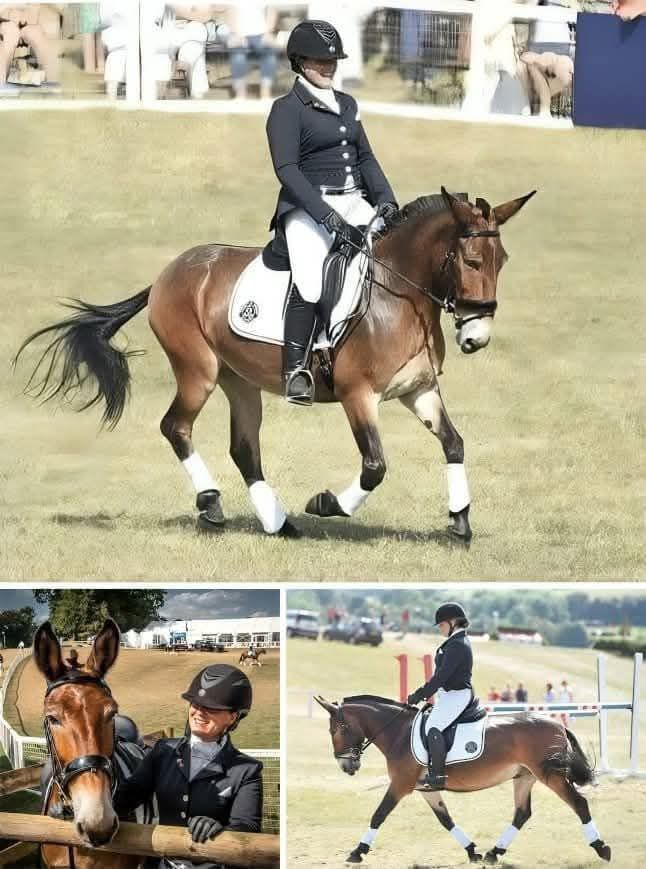 Teach Me Tuesday] Keeping The Cost Of Being A Dressage Competitor Affordable - Dressage Hafl