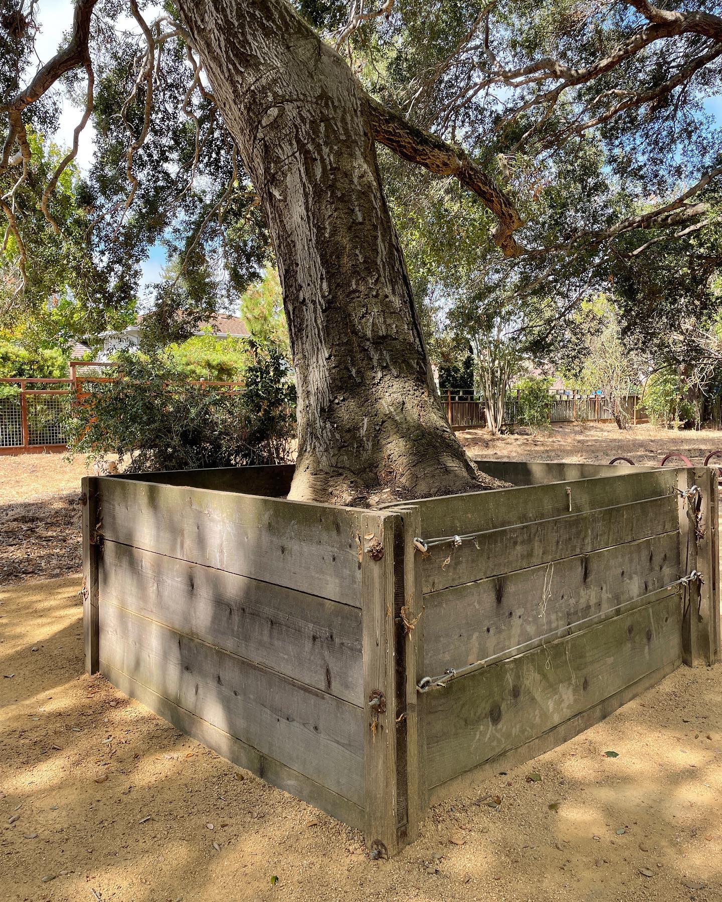 The beautiful boxed tree park at... - 100K Trees for Humanity